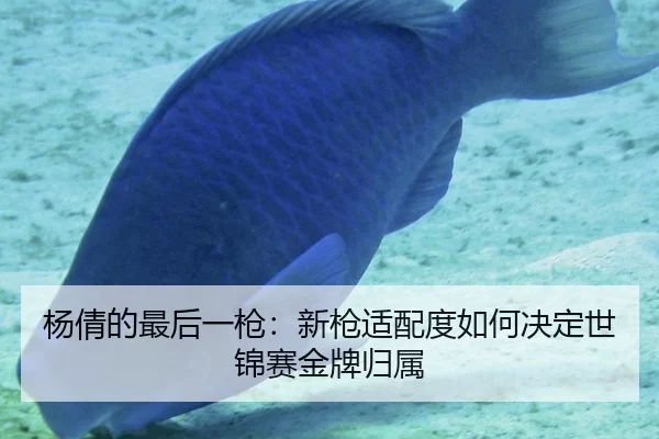 杨倩的最后一枪：新枪适配度如何决定世锦赛金牌归属